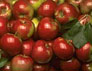 Россельхознадзор в ближайшее время рассмотрит возможность возобновления поставок в РФ молдавских яблок и семян