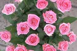К 14 февраля в Екатеринбурге расцветут уральские розы