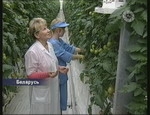 Выращивать помидоры в Беларуси помогают «крылатые бригады»
