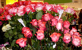 Сахалинцы смогут экспортировать розы в Японию