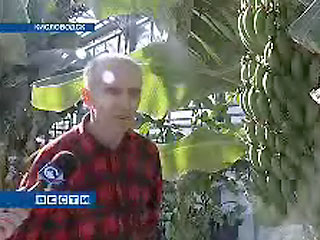 Африканские бананы плодоносят в Кавминводах