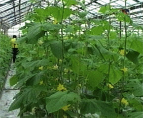 Капризы нынешней зимы поставили под угрозу урожай огурцов
