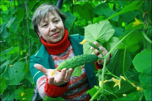 В теплицах с огурцами установили ульи