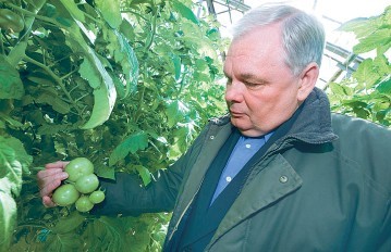 На прилавках Эстонии скоро появятся свежие местные помидоры