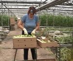 Тепличный комплекс в Дубках будет продан