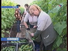 Мороз и солнце...пчелы кружат, зреют огурцы