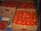 Пензенские овощеводы перенимают опыт у самарских коллег