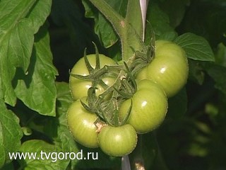 На столах амурчан круглый год овощи из теплицы
