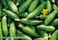 Любимый продукт жителей Латвии - тепличные огурцы