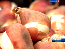 Московские тюльпаны готовятся к празднику