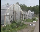 Томская область забудет про импорт огурцов