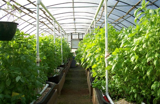 Сельхозпроизводители, которые выращивают продукцию в теплицах, смогут пользоваться фиксированным сельхозналогом