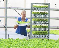Тепличный комбинат завалит зеленью даже Хабаровский край