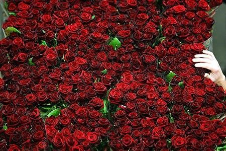 На Николаевщине будут выращивать голландские розы