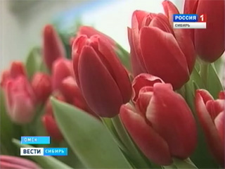 Тюльпаны в снегу
