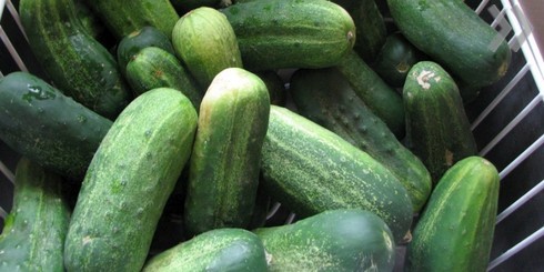 Местные огурцы появятся в начале марта