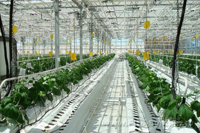 Минсельхоз РФ разрабатывает программу развития тепличных хозяйств на 2012-2020гг.