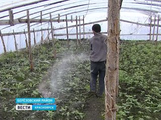 Китайцы травят красноярцев зараженными овощами