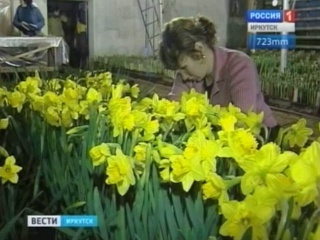 Ко Дню влюбленных в иркутском горзеленхозе распустились сотни тюльпанов и нарциссов