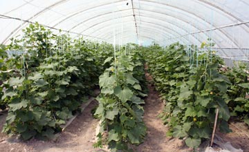 В Казахстане будут построены шесть современных тепличных комплексов