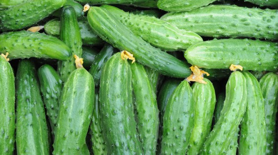 В Липецке начали собирать урожай огурцов