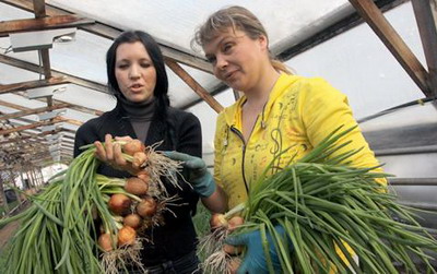 Северодвинский агрокомбинат начал выпуск витаминной продукции