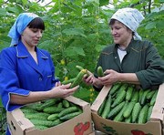 Огурцам помогает расти... молоко