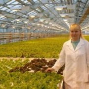 Для омичей круглый год будут выращивать свежие овощи