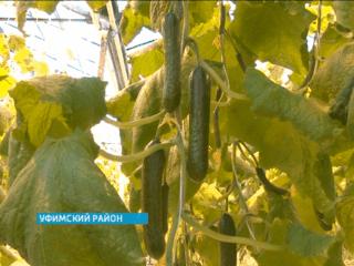 В лютые морозы в тепличных хозяйствах Башкортостана готовятся к сбору томатов и огурцов  