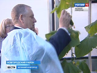 В Трубичино открылся новый современный комплекс по выращиванию овощей