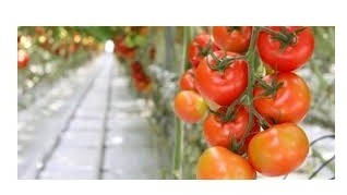 США: Рынок парниковой плодоовощной продукции вырастет до 4 млрд. долларов к 2020 году
