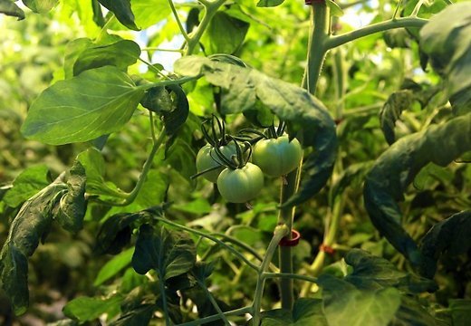 в новой теплице Getliņi EKO будут выращивать особые сорта помидоров
