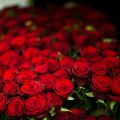 Красные, Победные: Новая акция на розы
