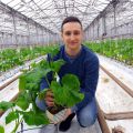 На «Высоковском» высадили рассаду для первого зимнего урожая огурцов
