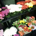«Высоковский» объявляет солнечную акцию на родные цветы