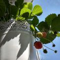 Обладатели клубничной рассады от 