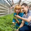 Вся рассада для народа: точки продажи в выходные