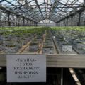 На «Высоковском» идет подготовка рассады для второго оборота