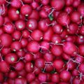 Вернулись к полезному редису