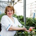 «Высоковский» продает плодоносящие кусты садовой земляники