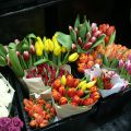 «Высоковские» тюльпаны: адреса и цены - всё, что нужно знать!