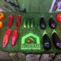 «Высоковский» пополняет портфель заказов на выставке «Защищенный грунт России»